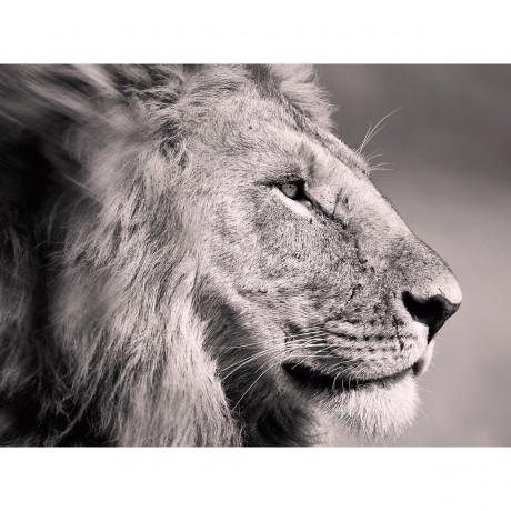 CALVENDO Puzzle CALVENDO Puzzle Emotionale Momente: Lowengesichter Пазл CALVENDO Puzzle Эмоциональные моменты: львиные морды