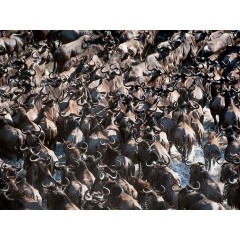 CALVENDO Puzzle CALVENDO Puzzle Emotionale Momente: Die grosse Gnuwanderung Пазл CALVENDO Puzzle Эмоциональные моменты: Великая миграция антилоп гну