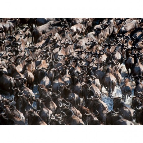 CALVENDO Puzzle CALVENDO Puzzle Emotionale Momente: Die grosse Gnuwanderung Пазл CALVENDO Puzzle Эмоциональные моменты: Великая миграция антилоп гну