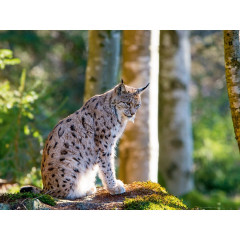 CALVENDO Puzzle CALVENDO Puzzle Faszination Luchs im Bayerischen Wald Пазл CALVENDO Puzzle Очарование рыси в Баварском лесу