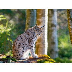 CALVENDO Puzzle CALVENDO Puzzle Faszination Luchs im Bayerischen Wald Пазл CALVENDO Puzzle Очарование рыси в Баварском лесу