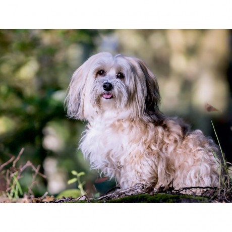 CALVENDO Puzzle CALVENDO Puzzle Havaneser-Madchen Пазл CALVENDO Пазл Гаванская девушка