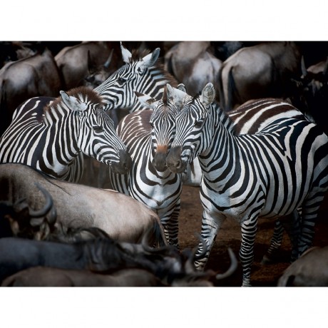 CALVENDO Puzzle CALVENDO Puzzle Zebras Пазл CALVENDO Пазл зебры
