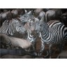 CALVENDO Puzzle CALVENDO Puzzle Zebras Пазл CALVENDO Пазл зебры