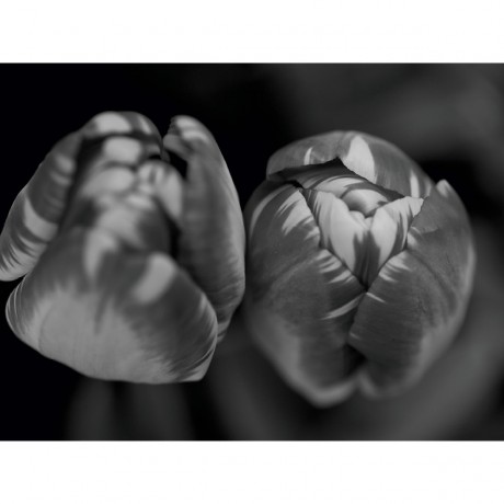 CALVENDO Puzzle CALVENDO Puzzle Nahaufnahme Fruhlingstulpen in schwarzweiss Пазл CALVENDO Puzzle Крупный план весенних тюльпанов в черно-белом цвете