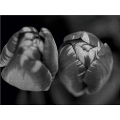 CALVENDO Puzzle CALVENDO Puzzle Nahaufnahme Fruhlingstulpen in schwarzweiss Пазл CALVENDO Puzzle Крупный план весенних тюльпанов в черно-белом цвете