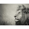 CALVENDO Puzzle CALVENDO Puzzle The Lion King Пазл CALVENDO Пазл Король Лев