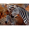CALVENDO Puzzle CALVENDO Puzzle Zebras im Tsavo Ost Пазл CALVENDO Puzzle Zebras in Tsavo East