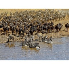 CALVENDO Puzzle CALVENDO Puzzle Zebras....Wildlife am Marafluss Пазл CALVENDO Puzzle Zebras....Дикая природа на реке Мара