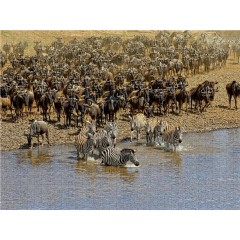 CALVENDO Puzzle CALVENDO Puzzle Zebras....Wildlife am Marafluss Пазл CALVENDO Puzzle Zebras....Дикая природа на реке Мара