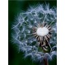 CALVENDO Puzzle CALVENDO Puzzle Pusteblume Пазл CALVENDO Пазл одуванчик