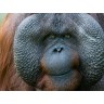 CALVENDO Puzzle CALVENDO Puzzle Orang Utan Пазл CALVENDO Пазл Орангутанг