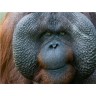 CALVENDO Puzzle CALVENDO Puzzle Orang Utan Пазл CALVENDO Пазл Орангутанг