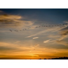 CALVENDO Puzzle CALVENDO Puzzle Das Setzen von Sonne und Krane Пазл CALVENDO Puzzle Заходящее солнце и журавли