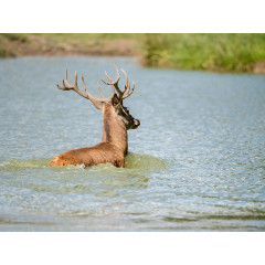 CALVENDO Puzzle CALVENDO Puzzle Emotionale Momente: Hirschbrunft. Part III. Пазл CALVENDO Пазл Эмоциональные моменты: Оленья гонка. Часть 3