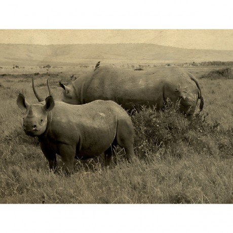 CALVENDO Puzzle CALVENDO Puzzle Masai Mara Nashorner Пазл CALVENDO Пазл Masai Mara Rhino
