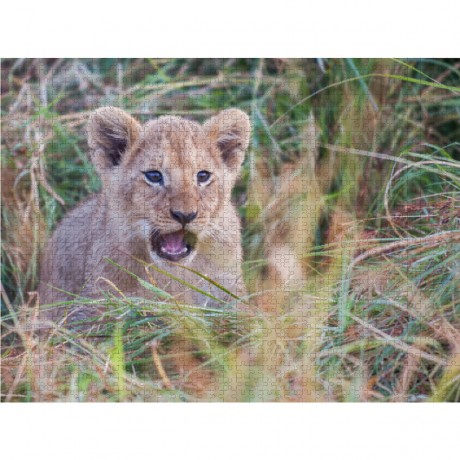 CALVENDO Puzzle CALVENDO Puzzle Emotionale Momente: Lowenbabys Пазл CALVENDO Puzzle Эмоциональные моменты: Львята