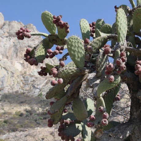 neemen CLEAN ЧИСТЫЙ