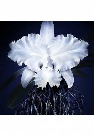 GUERLAIN GUERLAIN ORCHIDEE IMPERIALE LEICHTE CREME Gesichtscreme transparent GUERLAIN ORCHIDEE IMPERIALE ЛЕГКИЙ КРЕМ Крем для лица