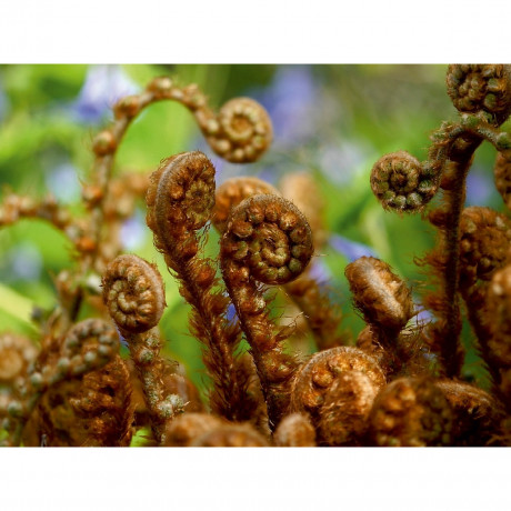 CALVENDO Puzzle CALVENDO Puzzle Farnkringel Пазл CALVENDO Пазл Папоротник круги