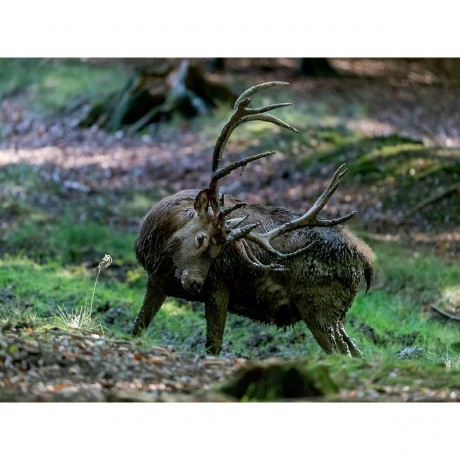 CALVENDO Puzzle CALVENDO Puzzle Emotionale Momente: Hirschbrunft. Part III. Пазл CALVENDO Пазл Эмоциональные моменты: Оленья гонка. Часть 3