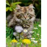 CALVENDO Puzzle CALVENDO Puzzle Niedliches Maine Coon Katzchen in einer Fruhlingswiese Пазл CALVENDO Puzzle Милый котенок мейн-кун на весеннем лугу