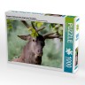 CALVENDO Puzzle CALVENDO Puzzle Erregter Rothirsch beim Fegen des Geweihes. Пазл CALVENDO Puzzle Возбужденный благородный олень машет рогами.