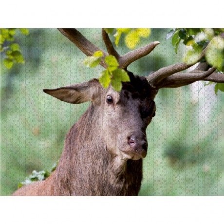 CALVENDO Puzzle CALVENDO Puzzle Erregter Rothirsch beim Fegen des Geweihes. Пазл CALVENDO Puzzle Возбужденный благородный олень машет рогами.