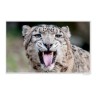 CALVENDO Puzzle CALVENDO Puzzle Emotionale Momente: Grosse Raubkatzen der Welt. Пазл CALVENDO Пазл Эмоциональные моменты: Большие хищники в мире.