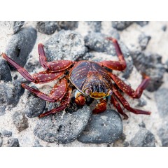 CALVENDO Puzzle CALVENDO Puzzle Rote Klippenkrabbe ( Grapsus grapsus) auf der Galapagos Insel Floreana Пазл CALVENDO Puzzle Красный скальный краб (Grapsus grapsus) на галапагосском острове Флореана