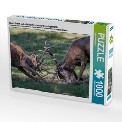 CALVENDO Puzzle CALVENDO Puzzle Noch liefern sich die Beihirsche nur Scheingefechte. Головоломка CALVENDO Puzzle На данный момент собратья-олени участвуют в тренировочных битвах.