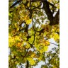 CALVENDO Puzzle CALVENDO Puzzle Oktober: Der Herbst schickt seine goldene Farbe durch die gelben Blatter. Пазл CALVENDO Puzzle Октябрь: Осень пробуждает свой золотой цвет сквозь желтые листья.