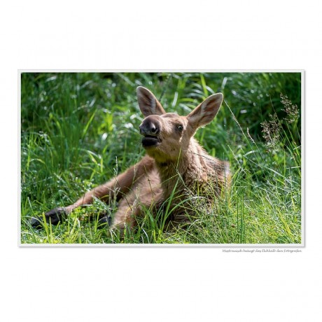 CALVENDO Puzzle CALVENDO Puzzle Emotionale Momente: Europaischer Elch Part II Пазл CALVENDO Puzzle Emotional Moments: European Moose Part II