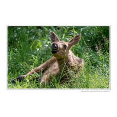 CALVENDO Puzzle CALVENDO Puzzle Emotionale Momente: Europaischer Elch Part II Пазл CALVENDO Puzzle Emotional Moments: European Moose Part II