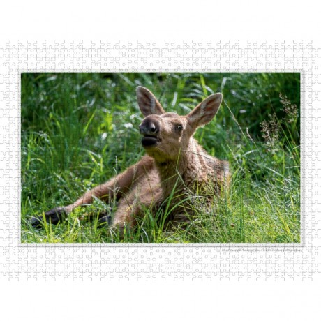 CALVENDO Puzzle CALVENDO Puzzle Emotionale Momente: Europaischer Elch Part II Пазл CALVENDO Puzzle Emotional Moments: European Moose Part II