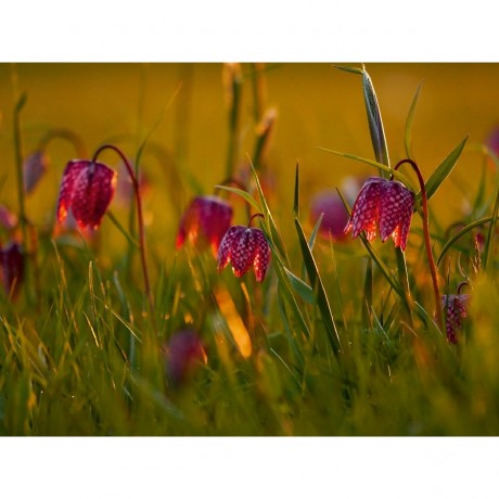 CALVENDO Puzzle CALVENDO Puzzle Kleine Laternen Пазл CALVENDO Пазл Маленькие фонарики