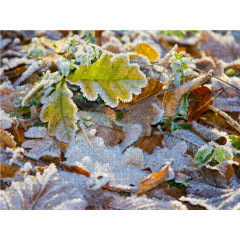 CALVENDO Puzzle CALVENDO Puzzle Laubblatter vom Frost gezuckert Пазл CALVENDO Puzzle Листья