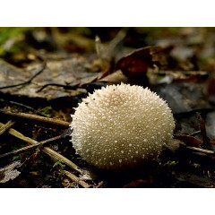 CALVENDO Puzzle CALVENDO Puzzle Pilzigel Пазл CALVENDO Пазл гриб ёжик