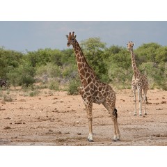 CALVENDO Puzzle CALVENDO Puzzle Giraffen im Etosha Nationalpark Пазл CALVENDO Puzzle Giraffes в национальном парке Этоша