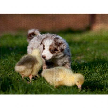 CALVENDO Puzzle CALVENDO Puzzle Alle meine Ganschen Пазл CALVENDO Puzzle Все мои гусята