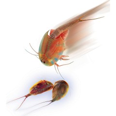 Clementoni Galileo Галилео