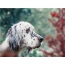 CALVENDO Puzzle CALVENDO Puzzle Bluebelton English Setter Hundin Пазл CALVENDO Puzzle Bluebelton Английский сеттер сука