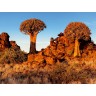 CALVENDO Puzzle CALVENDO Puzzle Kocherbaum im Abendlicht in der Namib Wuste in Namibia Пазл CALVENDO Пазл Кохербаум в вечернем свете в пустыне Намиб в Намибии