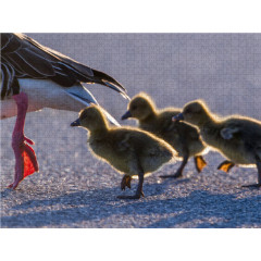 CALVENDO Puzzle CALVENDO Puzzle Emotionale Momente: Die Graugans. Пазл CALVENDO Пазл Эмоциональные моменты: Серый гусь.