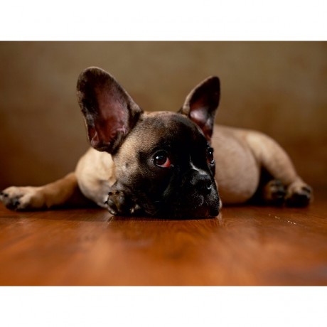 CALVENDO Puzzle CALVENDO Puzzle Rocky Пазл CALVENDO Puzzle Рокки