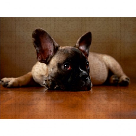 CALVENDO Puzzle CALVENDO Puzzle Rocky Пазл CALVENDO Puzzle Рокки