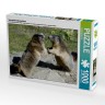 CALVENDO Puzzle CALVENDO Puzzle Verspielte Murmeltiere Пазл CALVENDO Puzzle Игривые сурки