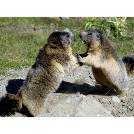 CALVENDO Puzzle CALVENDO Puzzle Verspielte Murmeltiere Пазл CALVENDO Puzzle Игривые сурки