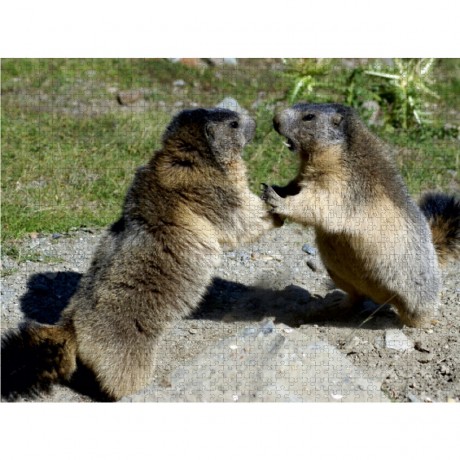 CALVENDO Puzzle CALVENDO Puzzle Verspielte Murmeltiere Пазл CALVENDO Puzzle Игривые сурки