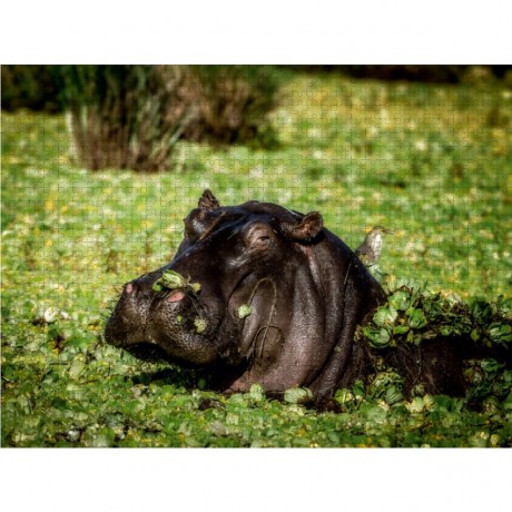 CALVENDO Puzzle CALVENDO Puzzle Hippo in den Sumpf Пазл CALVENDO Пазл Бегемот на болоте